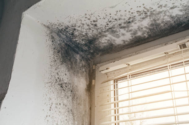 Affordable Basement Mold Removal solutions in West Decatur, PA