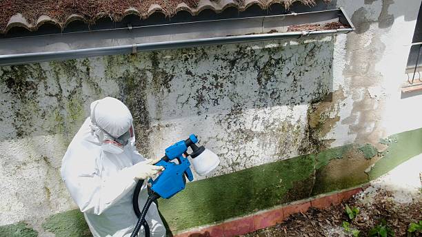 Top rated local Basement Mold Removal specialists in West Decatur, PA